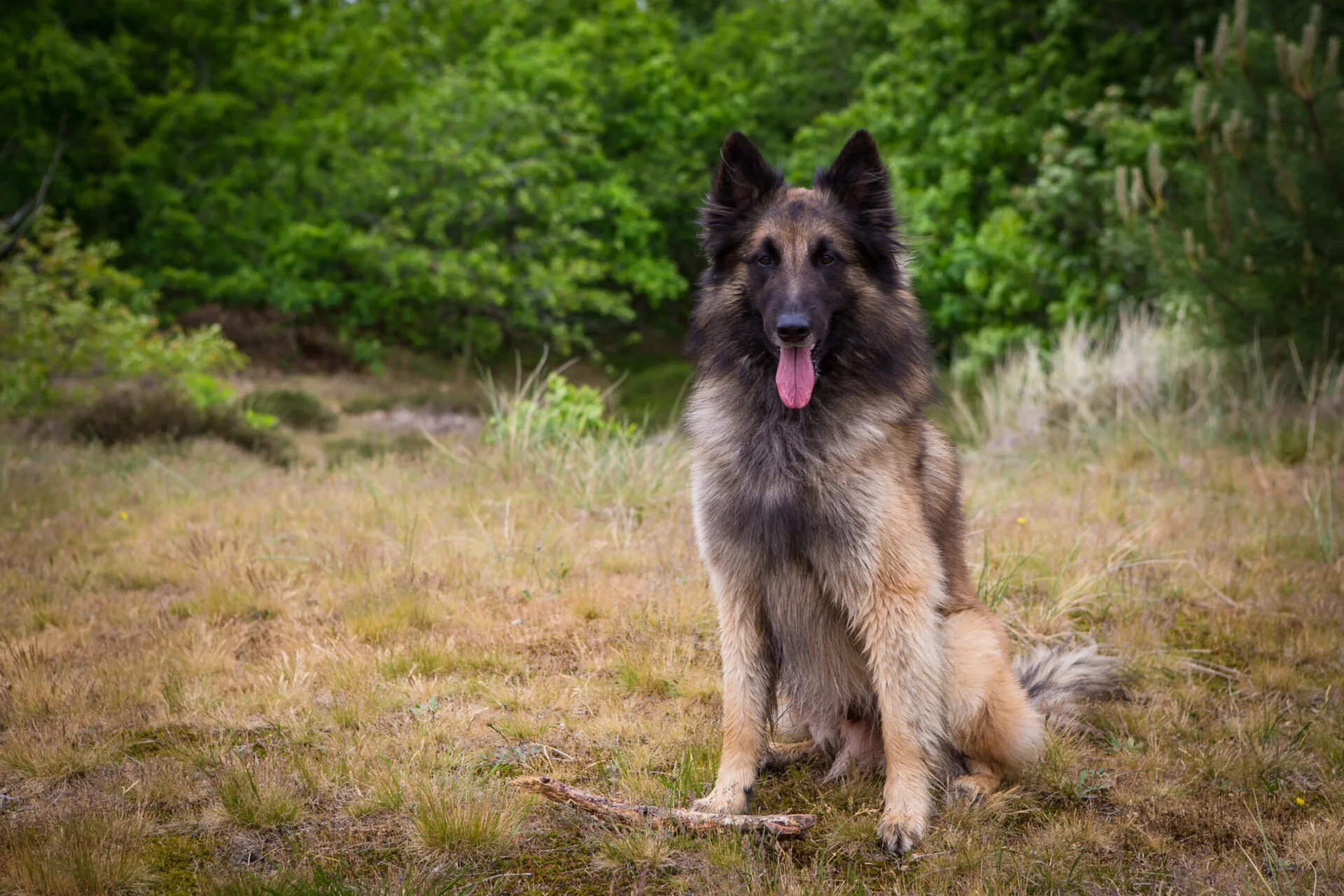 Doe je wel wat je hond nodig heeft?