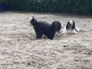 online cursus Help mijn hond valt uit naar andere honden